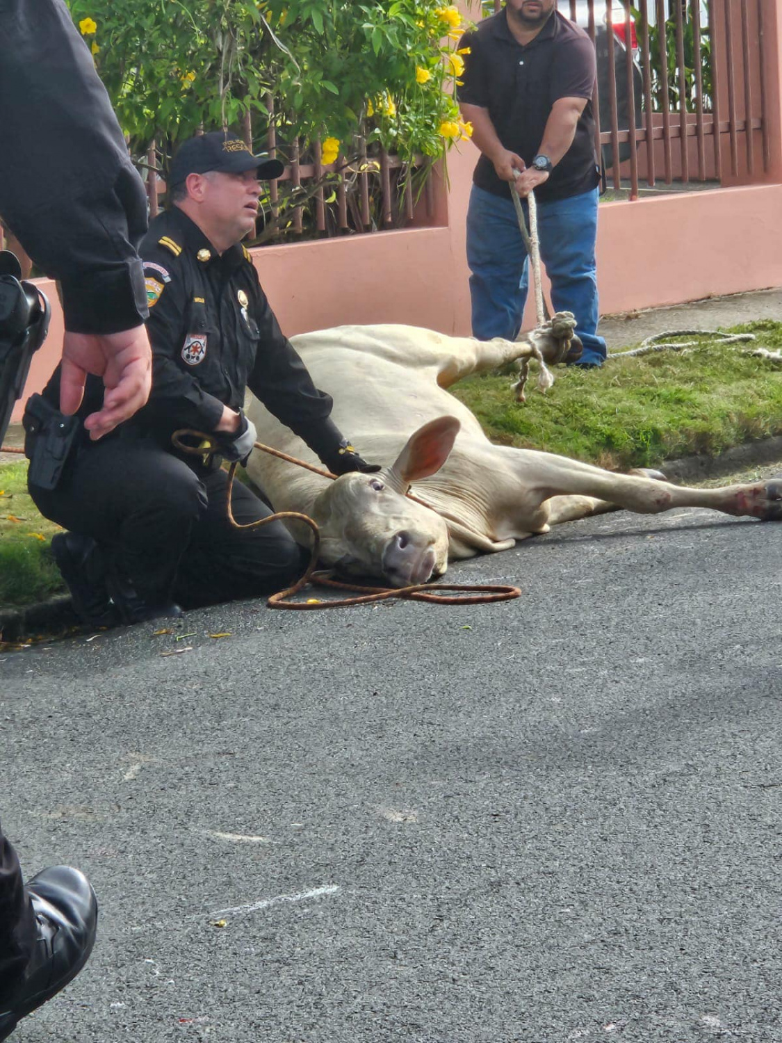 FURA captura “Vaca Brava” en urbanización de San Juan