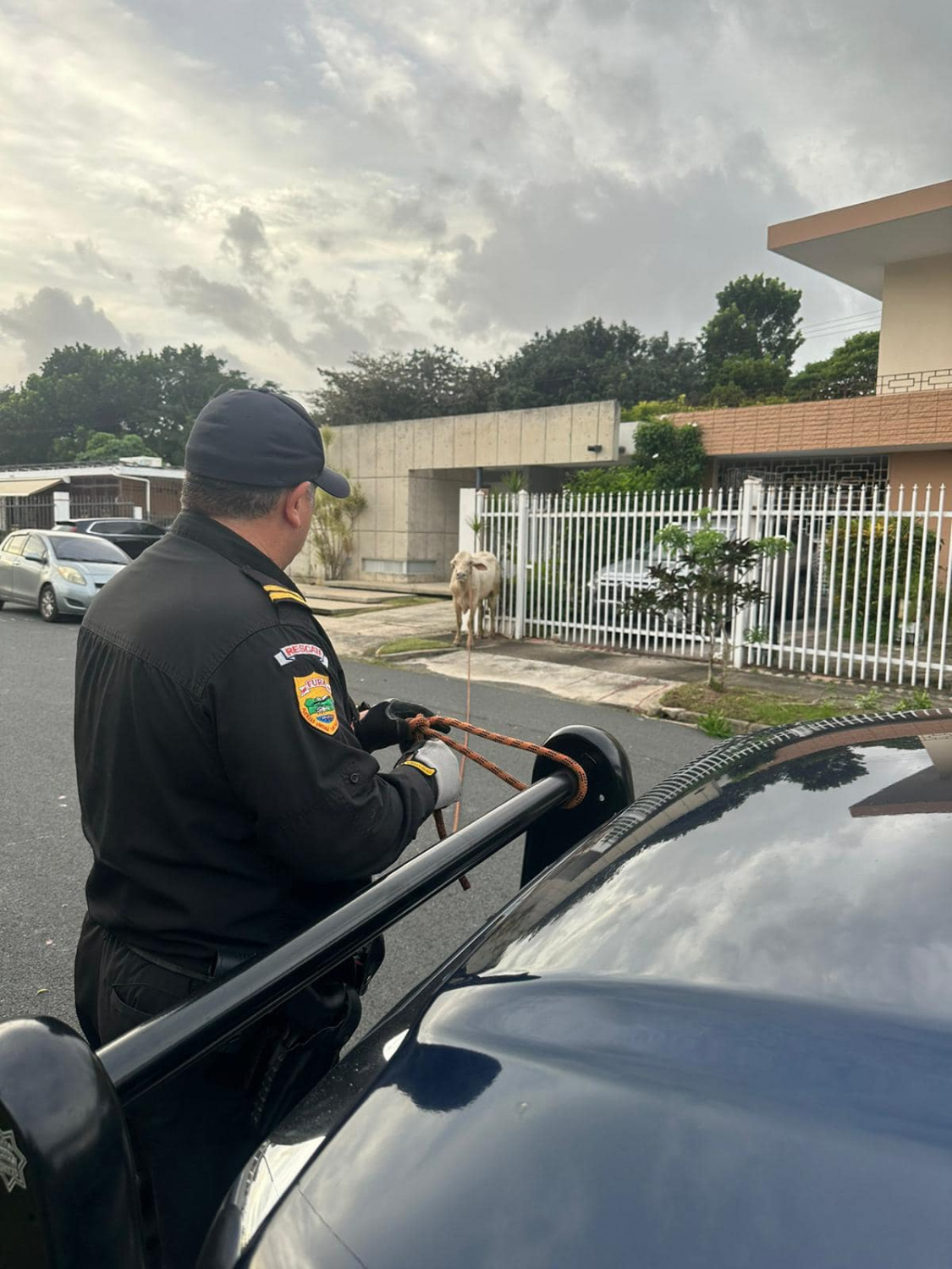 FURA captura “Vaca Brava” en urbanización de San Juan