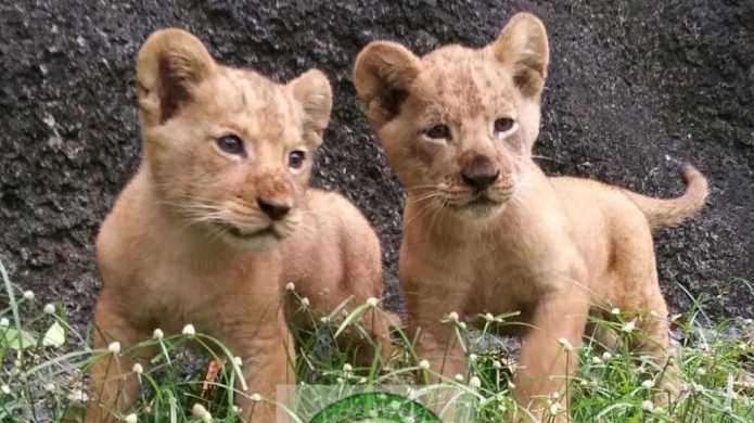 Zoológico de Puerto Rico celebra el nacimiento de sus leones