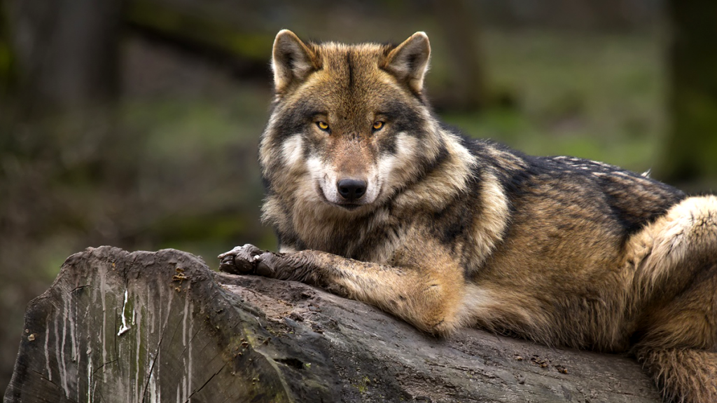  Lobo mexicano, una frágil subespecie que lucha para no extinguirse 