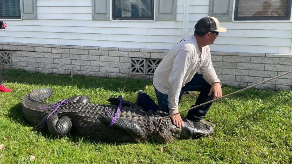  Video: Muere abuelita que paseaba a su perro y fue atacada por un caimán en Florida 