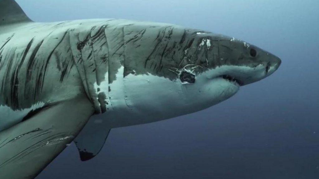  Tiburón ataca y mata una turista que buceaba en Bahamas 