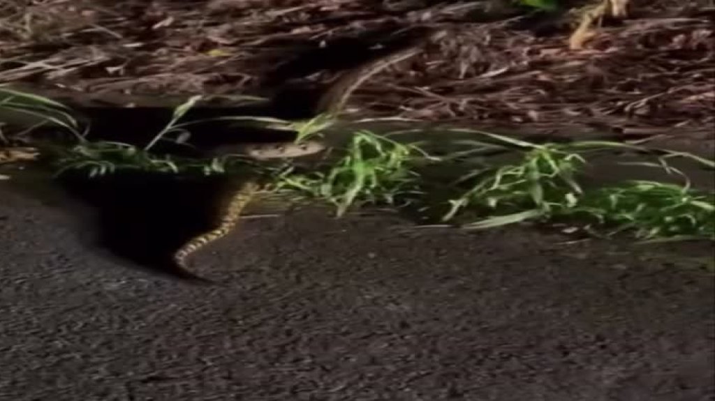  Captan en video serpiente en barrio de Cidra 