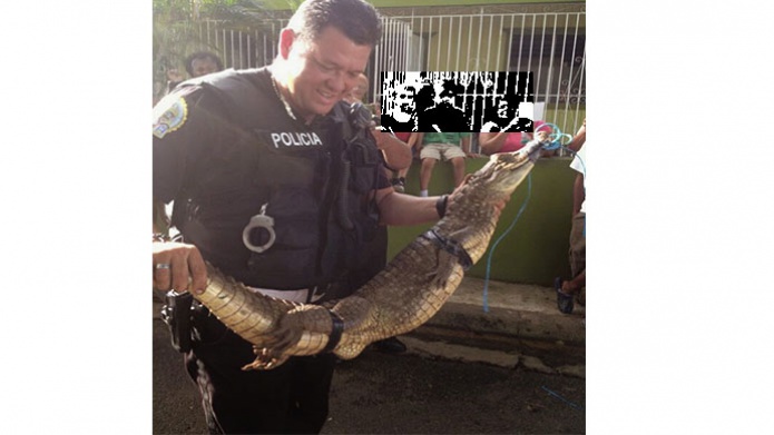 Video: Sargento de la policia y ciudadanos atrapan un caiman en Puerto Nuevo