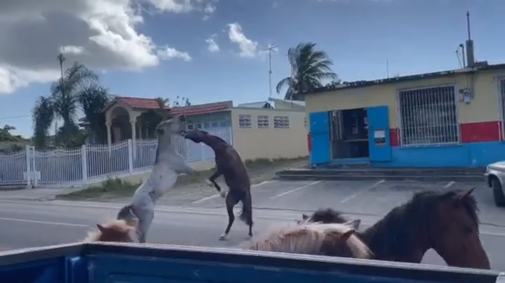  Video: Pelea de caballos en medio de las calles de Vieques 