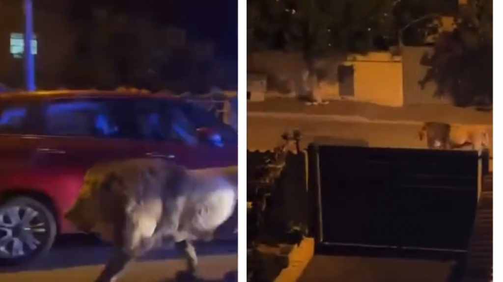  Video Viral: León escapa del circo y pasea en las calles de Roma 