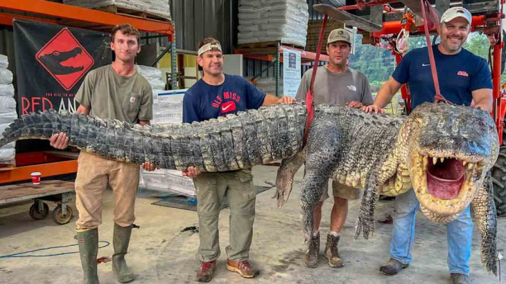  Cazadores capturan colosal caimán de 880 libras en Misisipi, el más grande en la historia del estado 