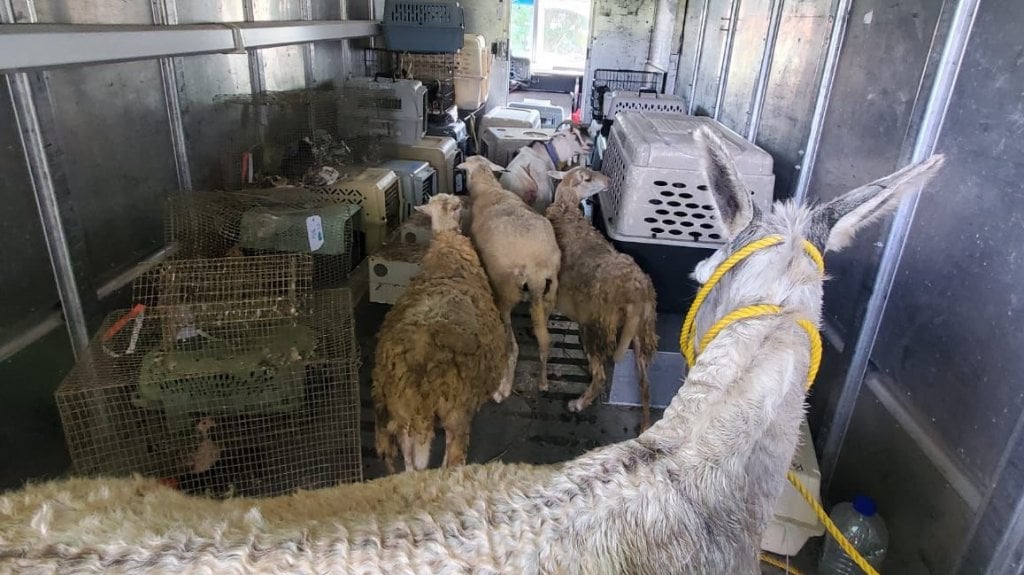  Video del momento en que la Policía rescata 170 animales criadero clandestino en Gurabo 