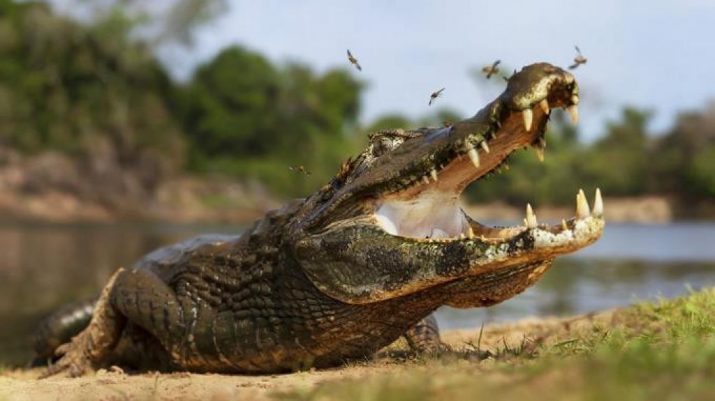  Atrapan a un caimán de casi 3 metros en el patio de una vivienda de Florida 