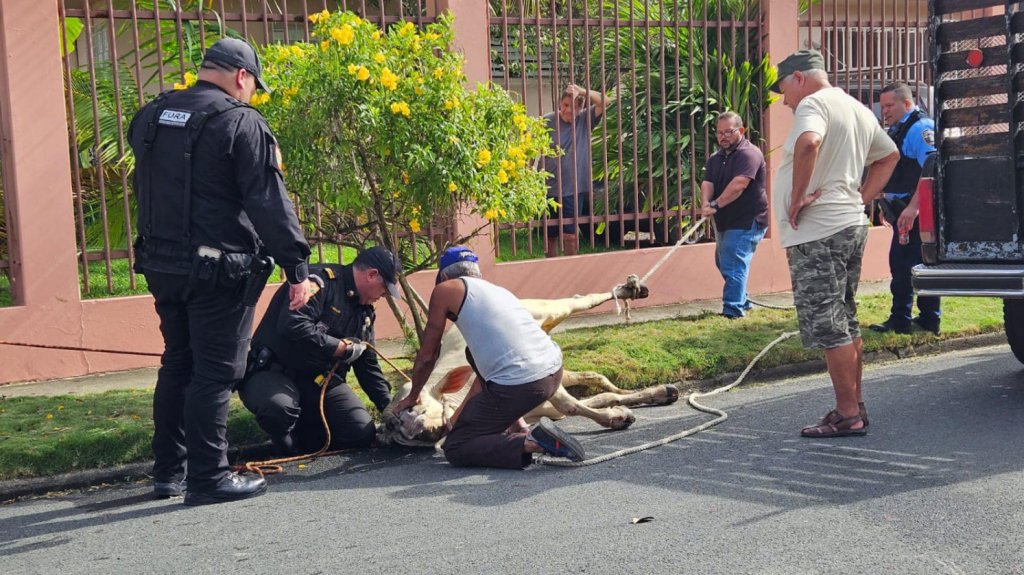 FURA captura “Vaca Brava” en urbanización de San Juan