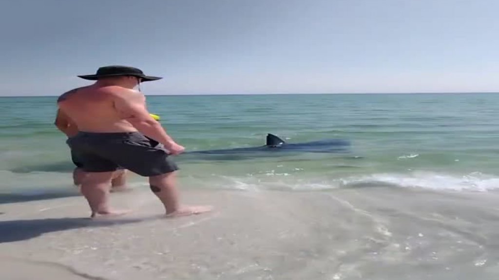  Video: Bañistas en playa de Florida ayudan a un tiburón varado y lo regresan al mar 