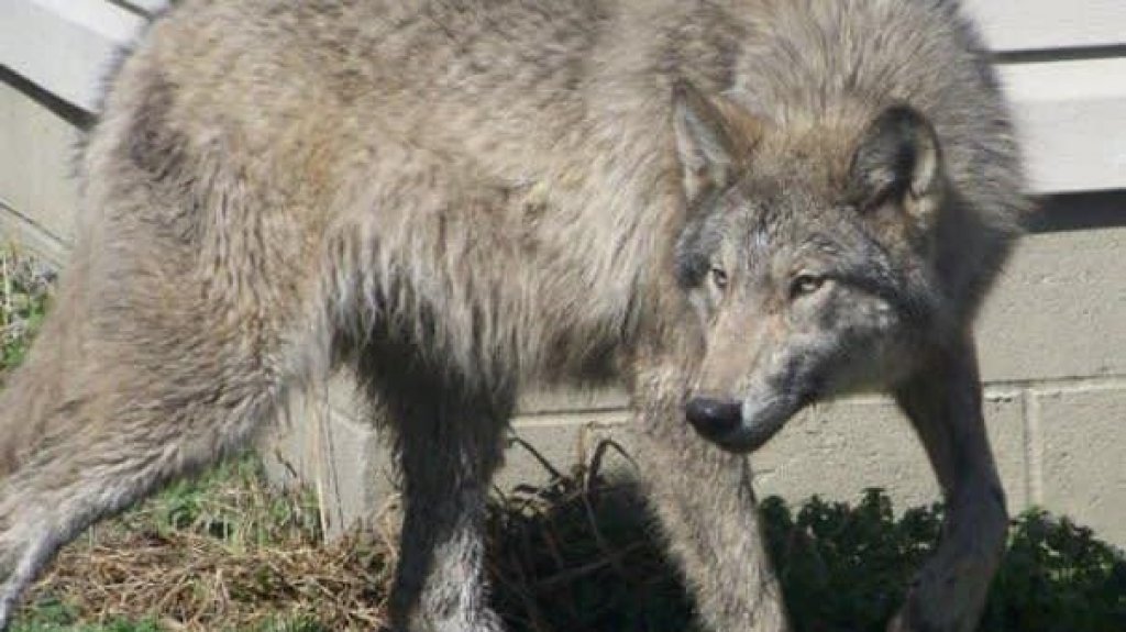  Lobo que una familia tenía como mascota, mata a su bebé de tres meses en Alabama 