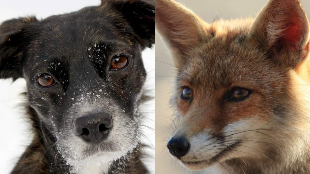  VIDEO:Descubren primer híbrido de zorro y perro en Sudamérica, así luce 