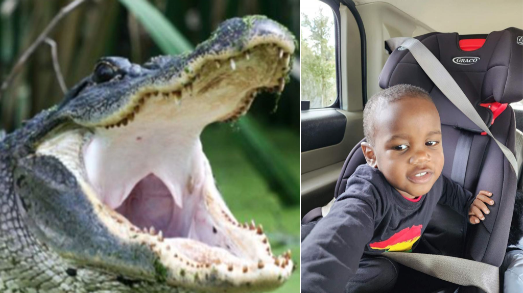  Recuperan cadáver de un niño de las fauces de un caimán en Florida 