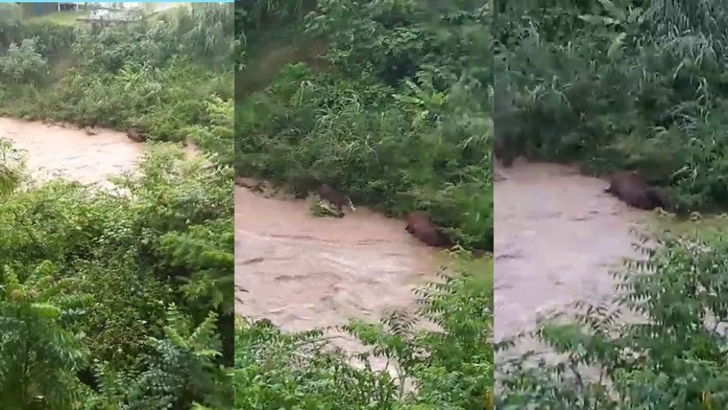  En video “Por poco” se ahogan dos caballos en un río de Utuado 