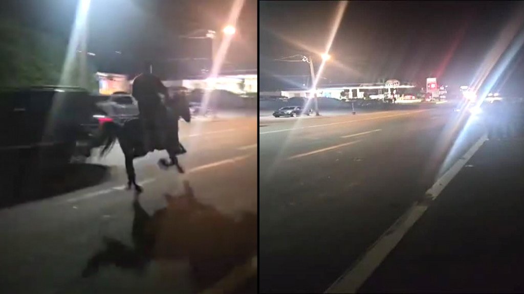  Video:Accidente en Bayamón causa la muerte de un equino, deja heridos a conductor y jinete 