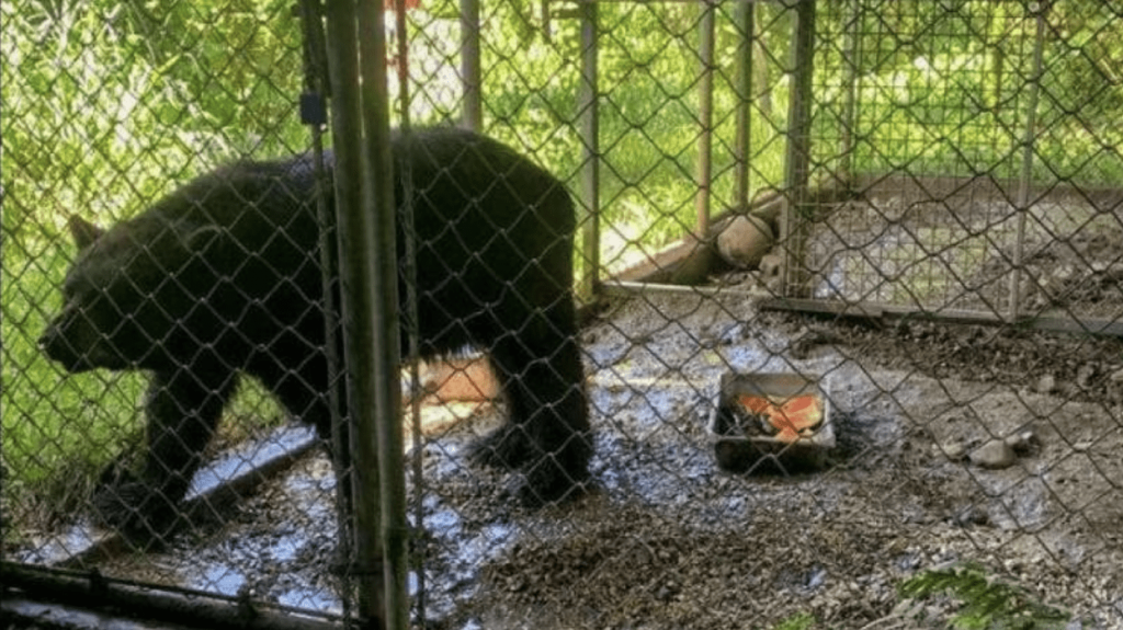  Recursos Naturales lamenta deceso de osa negra americana, Nina, en el Zoológico de Mayagüez 