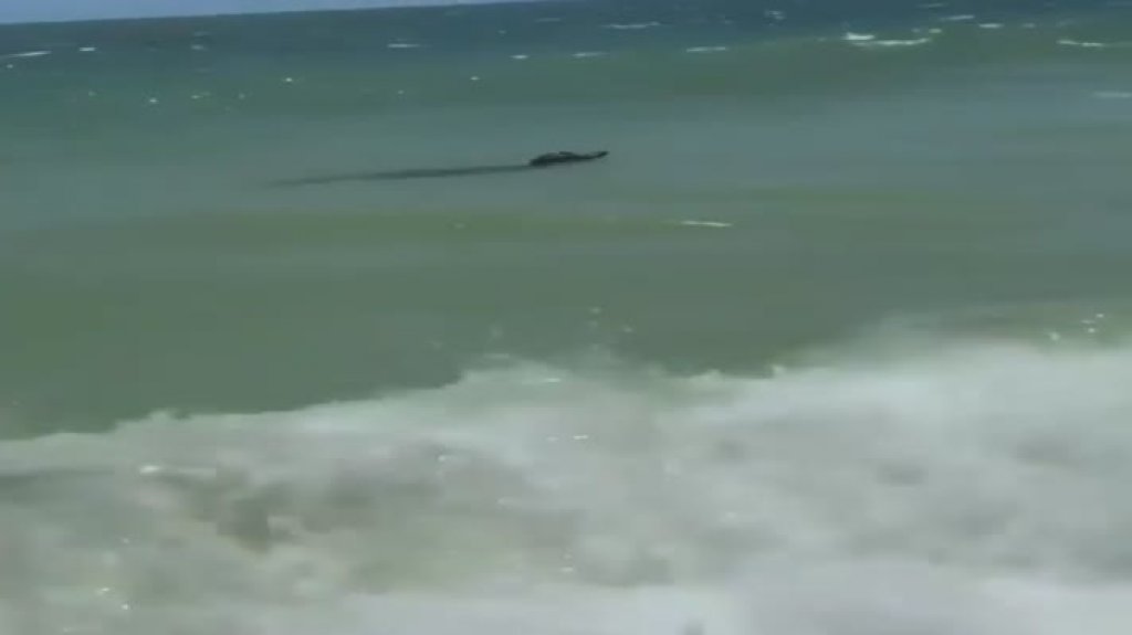  Viral video de un caimán en una playa de Florida este fin de semana 