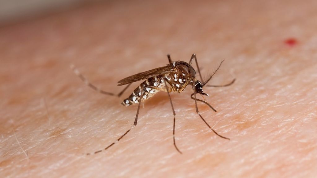  Novedosa técnica llevaría a Puerto Rico a ser pionero en reducir enfermedades transmitidas por el Aedes Aegypti 