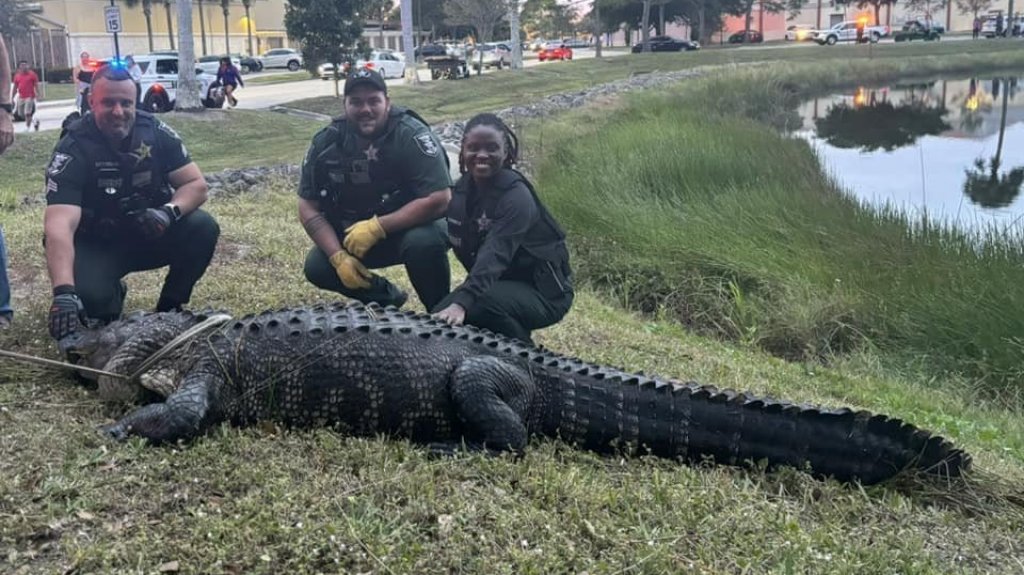  Video:Enorme caimán de 12 pies capturado en el centro comercial Coconut Point en Florida 