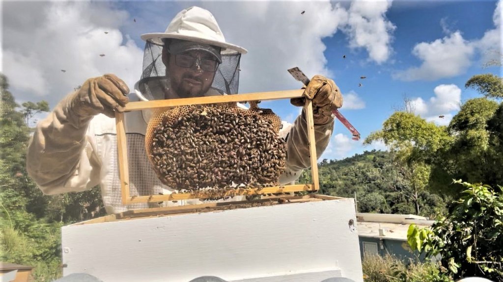  Reconocen a la UPR en Utuado como “Bee Campus USA” 