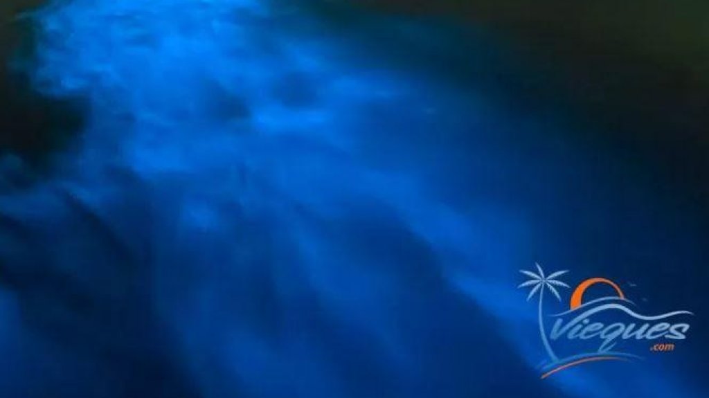  Organizaciones de Vieques reciben fondos para restaurar Bahía Bioluminiscente 
