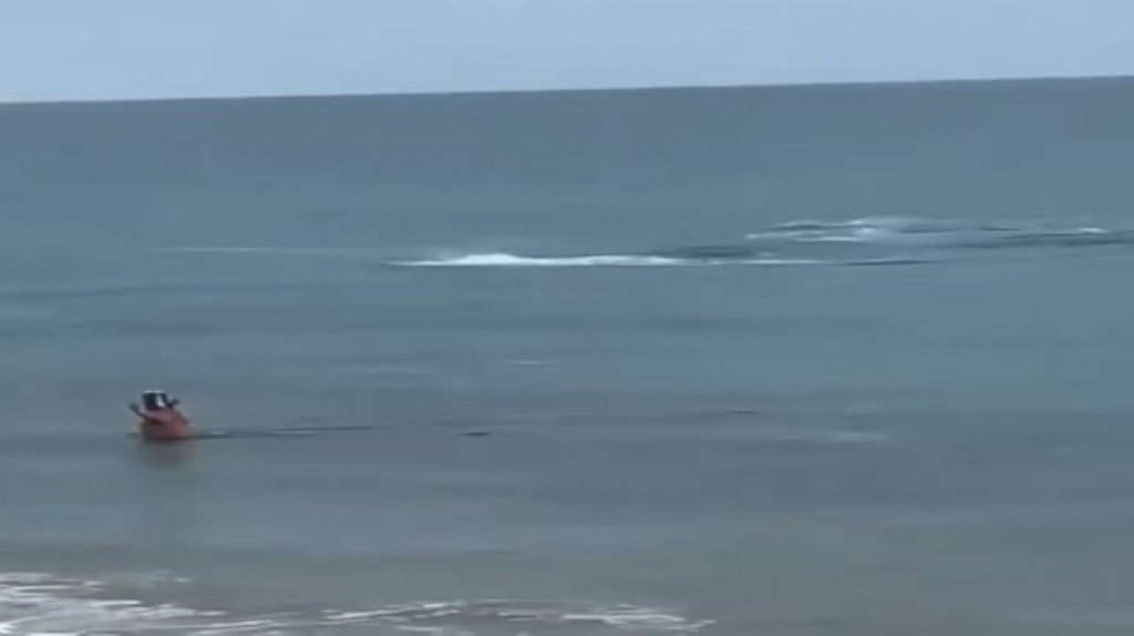  Captan en video a un “tiburón” en playa de Rincón 