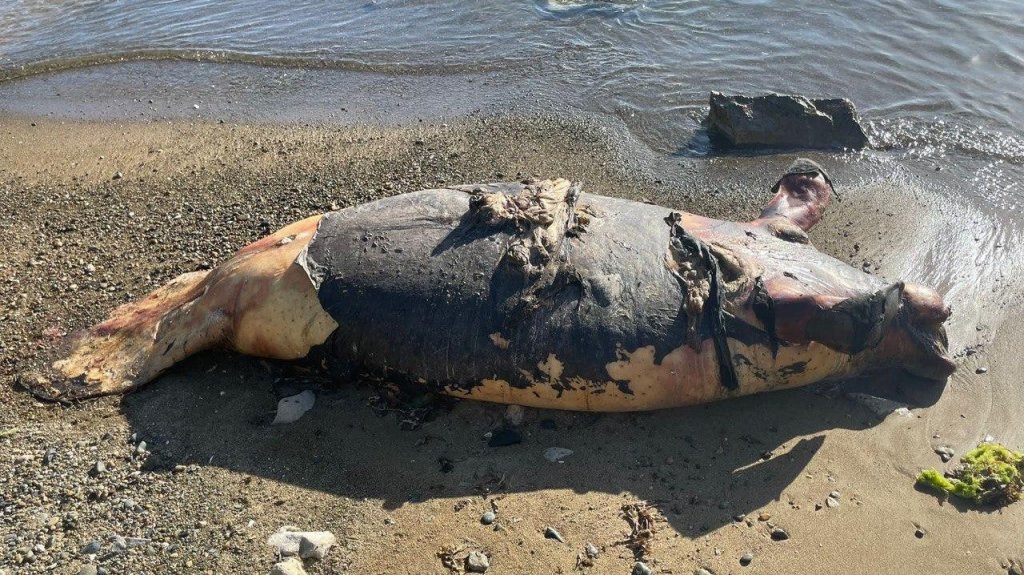  Encuentran manatí muerto en costa de Guayama Y la causa fue una embarcación 