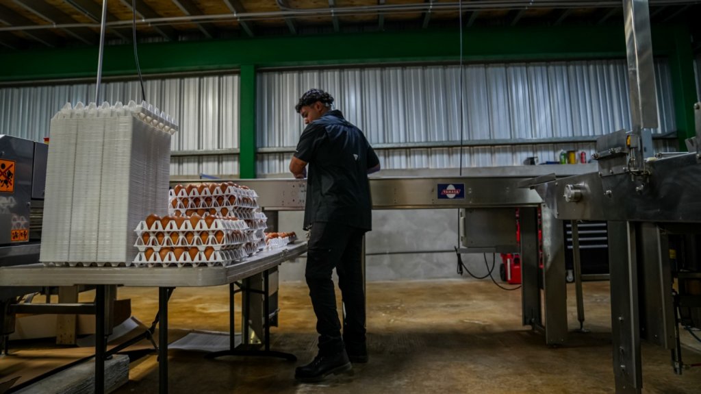  Inauguran rancho de gallinas en Salinas para fomentar huevo local 