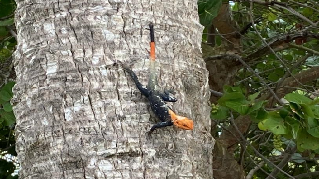  Avistan lagarto invasivo en la isla: el DRNA pide colaboración para ubicar a los especímenes 