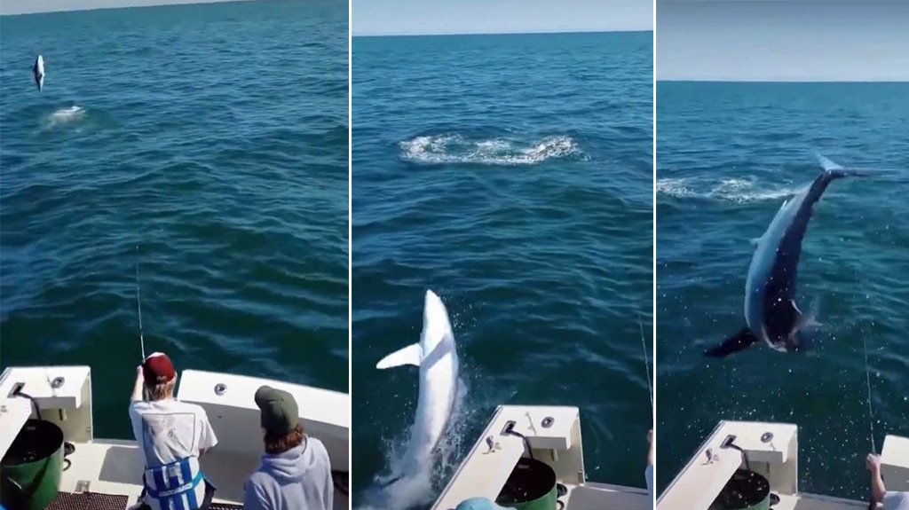  VIDEO:Tiburón sorprende a pescadores y salta encima de su bote 