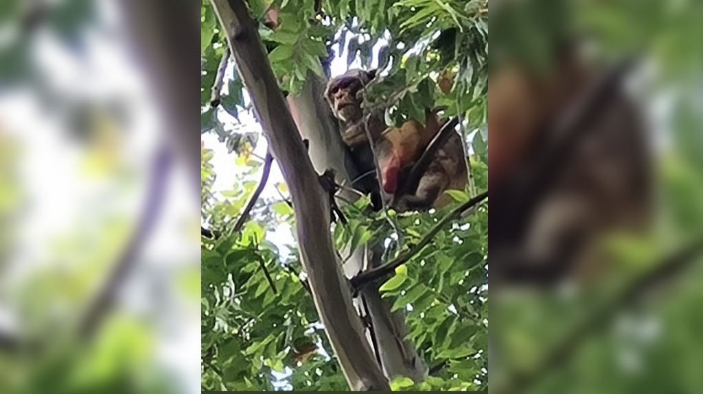  Mono de Santurce ahora vive en Jardín Botánico de Río Piedras 
