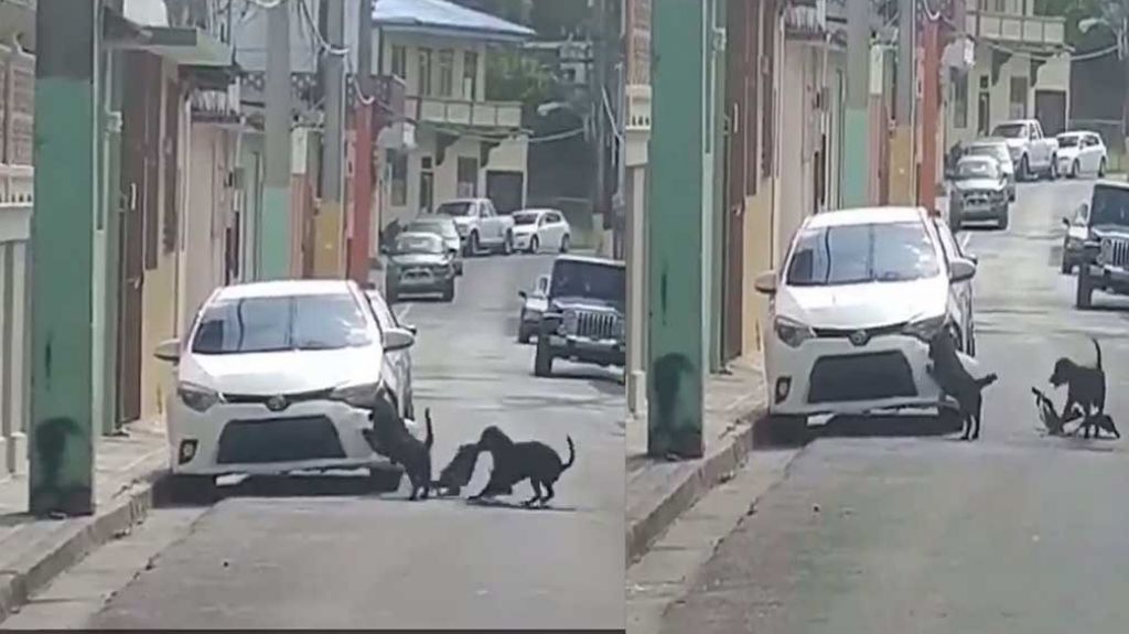  Video: Perros en Utuado dejan un carro nuevo sin “Bumper” 