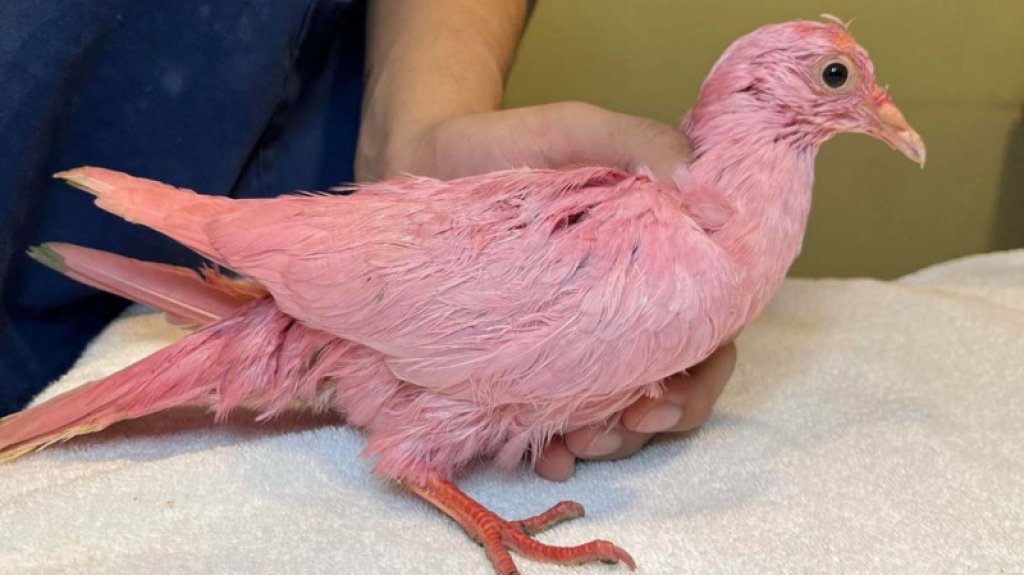  Rescatan a paloma pintada de rosa en Nueva York; fue usada en fiesta de revelación 