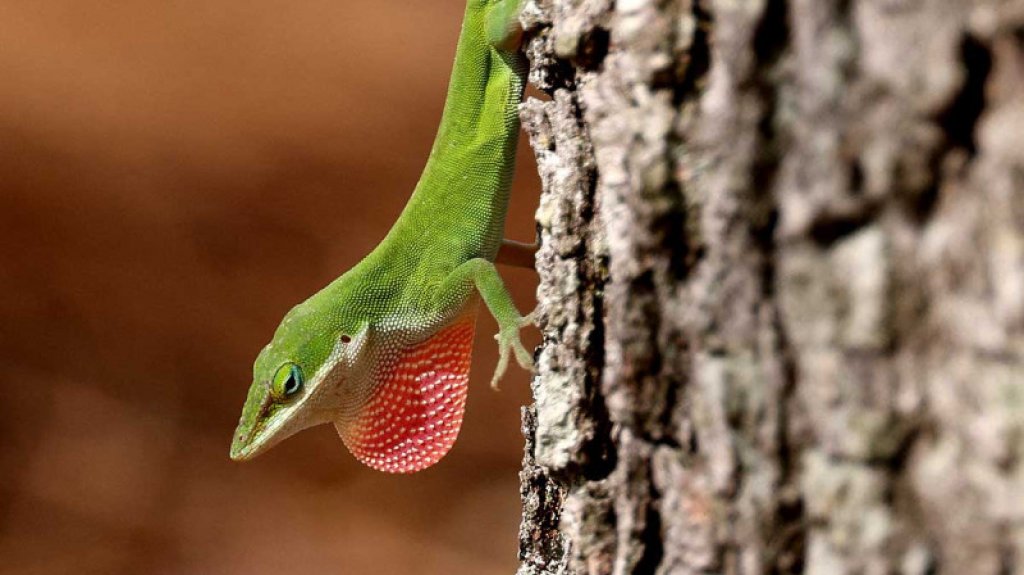  Descubren nueva especie de lagarto en Perú 
