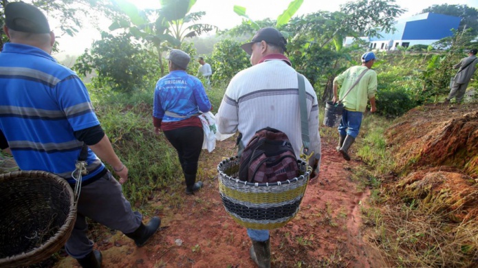 Lamentable relato de caficultor que cerrará su finca por la orden de D.A.C.O.